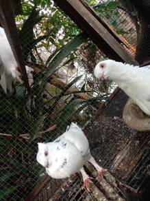 merpati bloodinet Dan sentinet