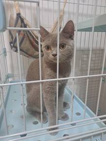 BSH to rehome. free of charge 