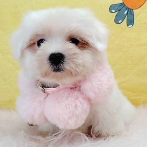Bichon