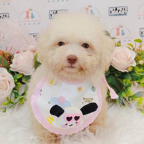 Maltipoo