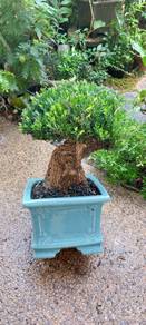 Bonsai Buxus