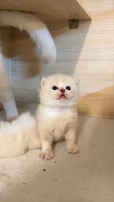 color point non standard munchkin