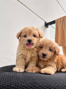 Pomapoo