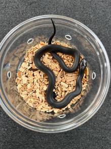maxican black king snake ular offer