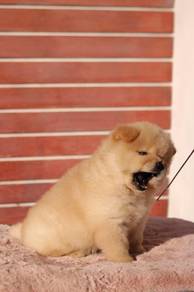 Chow Chow