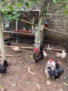 ayam serama