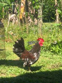 Ayam katik