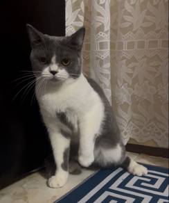 British Short Hair Bicolor Male