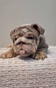 ENGLISH BULLDOG PUPPIES E355 🐻 BullDog Available