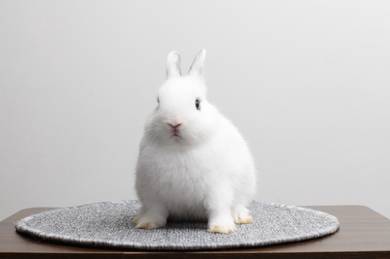 Netherland Dwarf Rabbit Arnab ND Kelinci Kerdil 