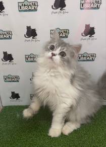 British Long Hair Blh Bicolor Male Kitten