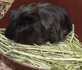 Coronet long hair Guinea pig for sale