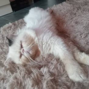 Persian male 