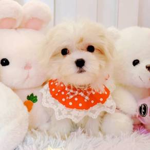 Maltese