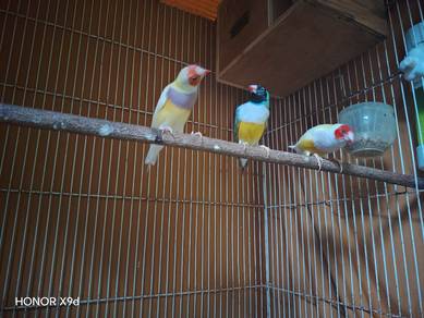 Gauldian Finch