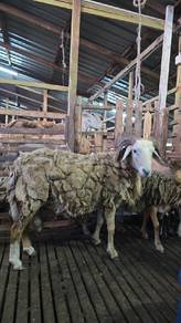 biri2 damara ( kibas ) 