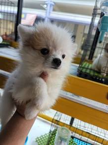 Tiny Pomeranian 