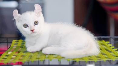 Munchkin Short Leg Curl Ear White Male Kitten