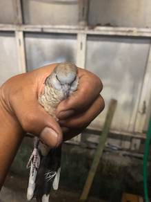 Merbok kampung anak muda