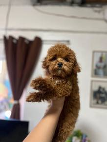 Cavapoo10