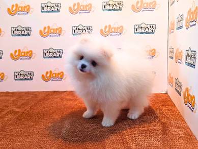 Tiny Cream White Pomeranian Male