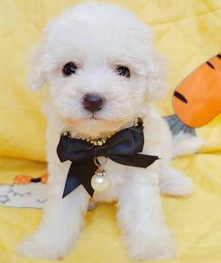 Bichon