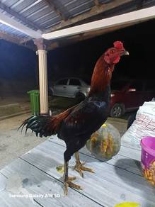 pakoy 
