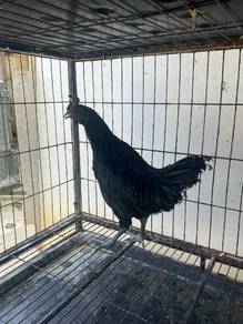 Ayam Cemani