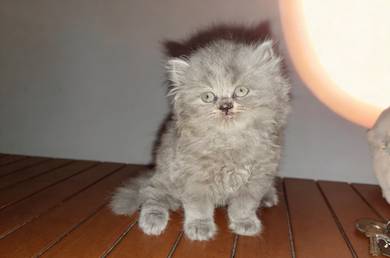 pure bsh longhair