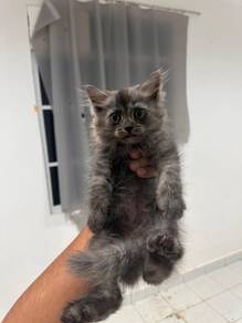 anak kucing baka BLH mix