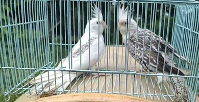burung coktiel 