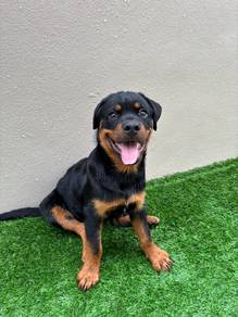 Purebreed Rottweiler Male Puppy for Sale