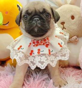 Pug