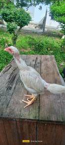 Anak ayam ratu kaishi