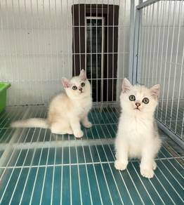 Silver BSH kitten