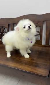 Pure Breed Mini Pomeranian (Female) 6 months old