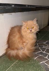 mix persian / ragdoll&mainecoon