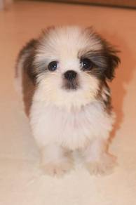 E12 Fluffy Shih Tzu Dog
