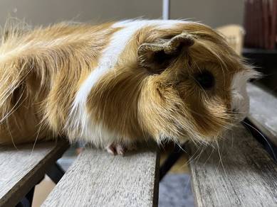 Guinea Pig