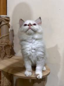 Cat Kitten