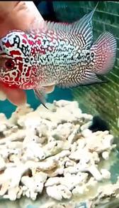 Louhan Flowerhorn S3 Ikan Hiasan