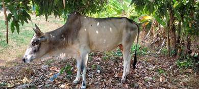 Lembu jantan