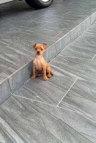 Pure Miniature Pinscher puppy