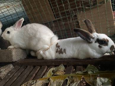 arnab minirex 