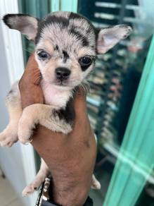 Chihuahua now available -4