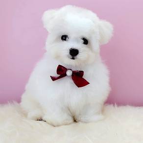Maltipoo