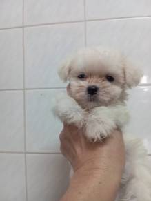 Maltese with mka cert Male Pup