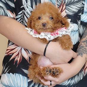 Poodle
