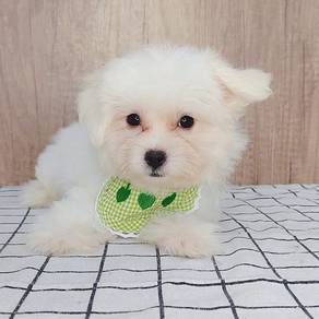 Maltipoo