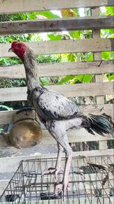 ayam pama
